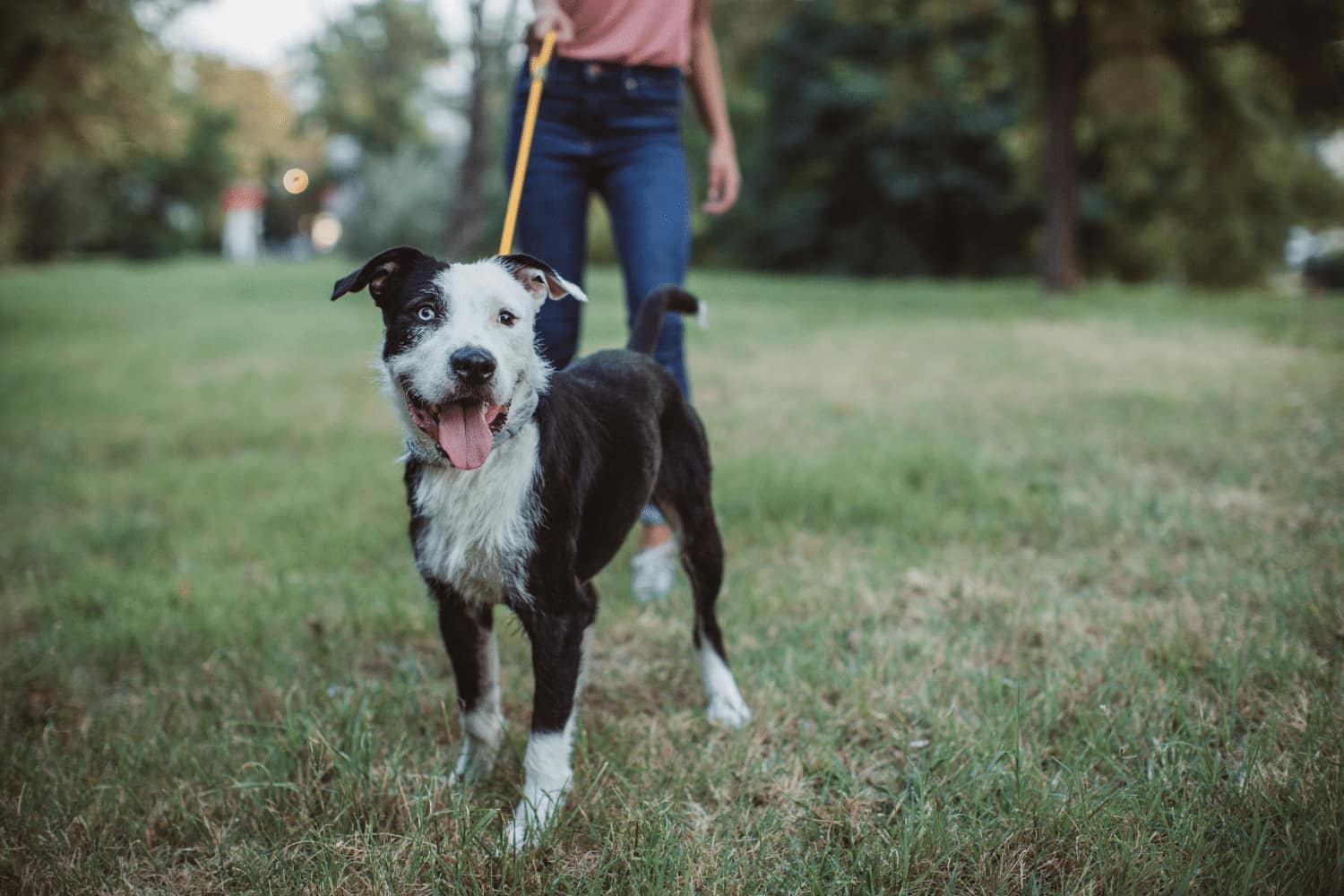 happy dog on a leash