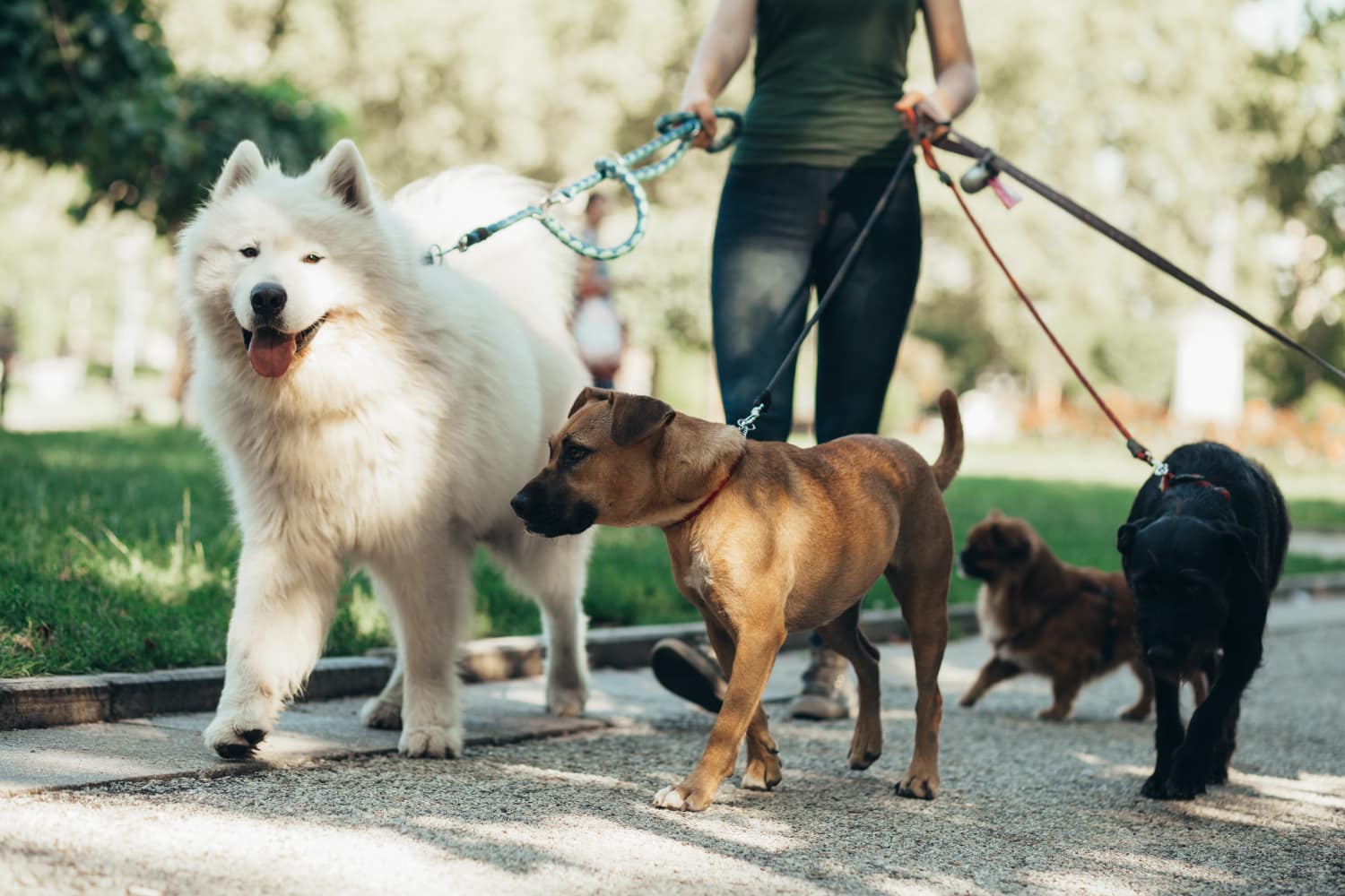 dogs on a walk